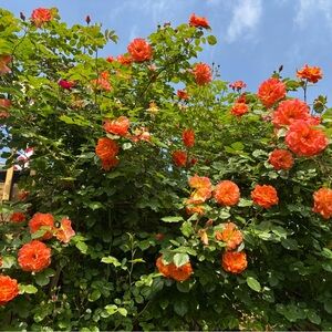 Meet your Posher, Elena